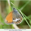 coenonympha arcania pyatigorsk male1